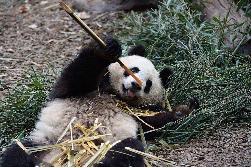 小可爱上线成都大熊猫吃竹子不停歇萌态十足