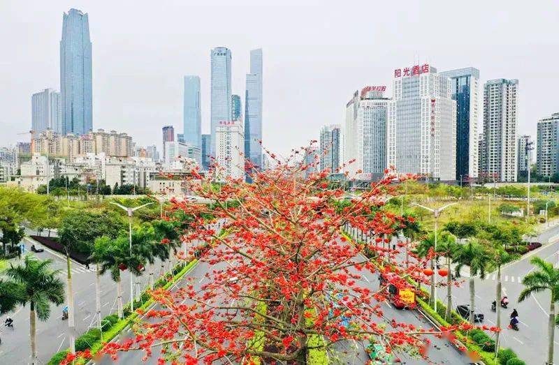 南宁市民族大道上盛开的红木棉.宋延康 摄