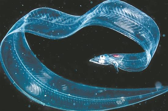 深海生物,为何通体透明?