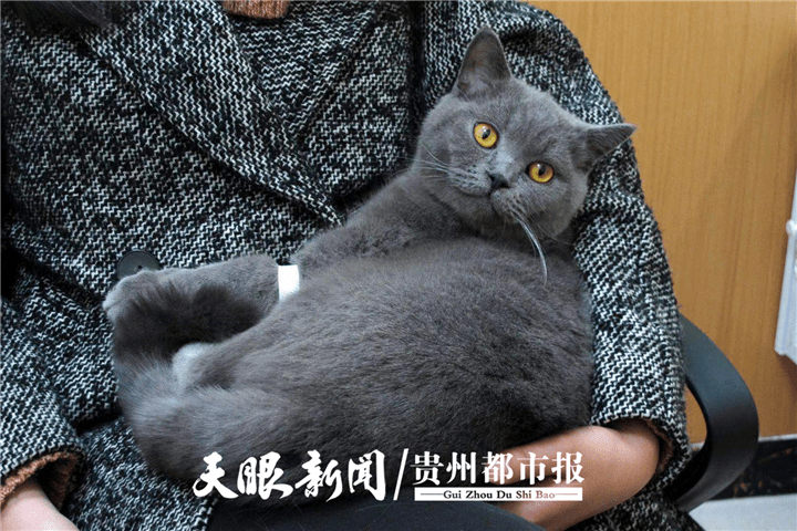 贵阳铲屎官,你会给宠物买医疗险吗?