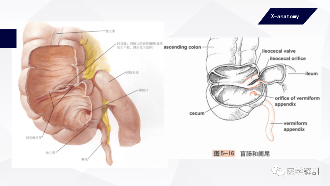 人体解剖学消化管大肠