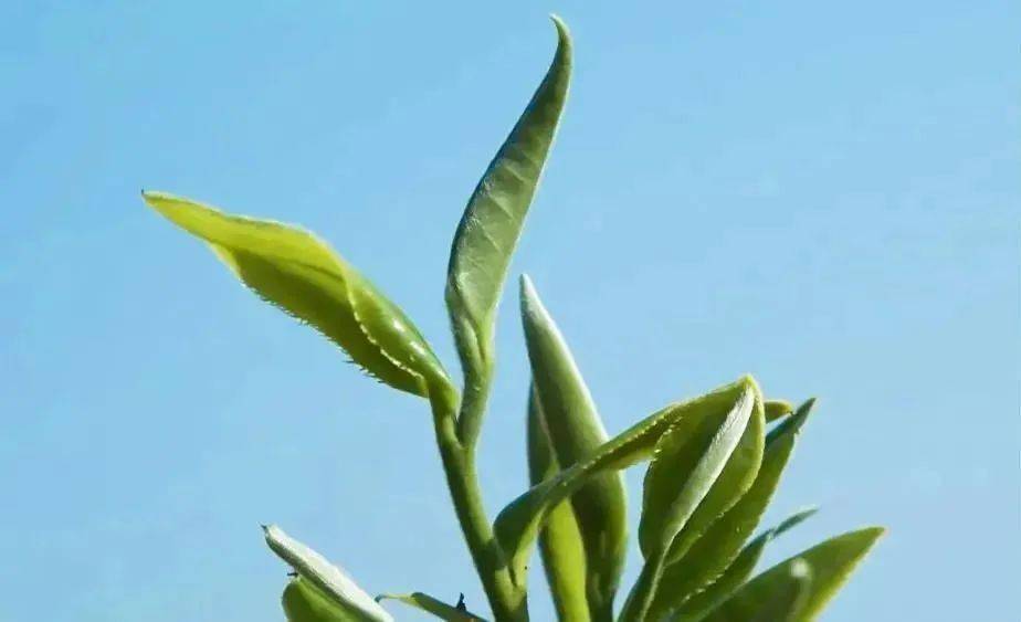 了一个冬日的茶树  从阵阵春雨中苏醒过来 春茶的鲜嫩芽头积攒了一