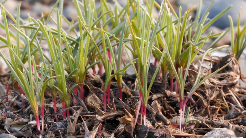 美国再遭物种入侵!这种生物淹没居民房屋,在我国却泛滥不起来