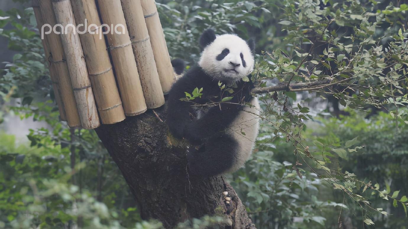 "滚滚"图集 | 你的壁纸是不是该换啦?_大熊猫
