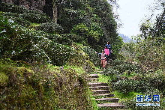 参观者在武夷山茶园参观游览.