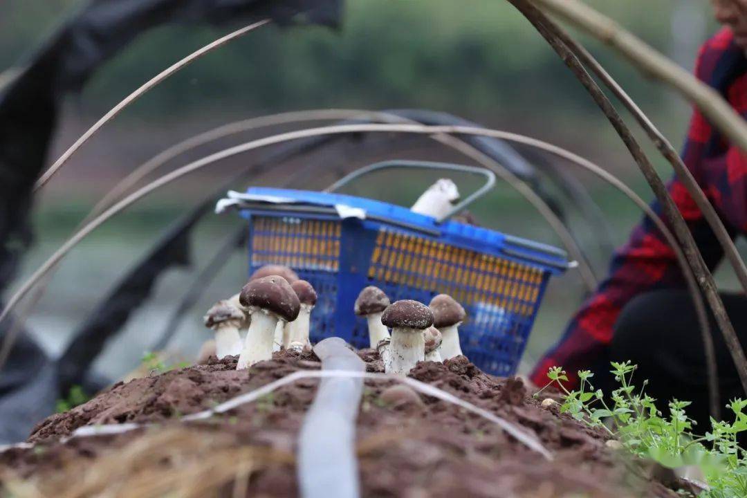 有口福了!武胜猛山的桑枝菌采收啦