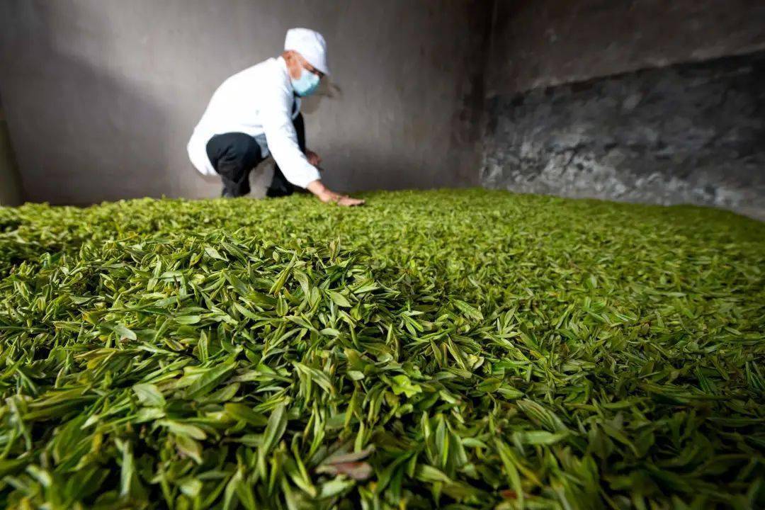 区县新闻湖北保康明前茶飘香茶农采茶忙