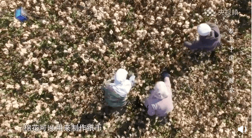 在央视频的纪录片 《航拍中国 新疆农业》中 对新疆石河子市的棉花有