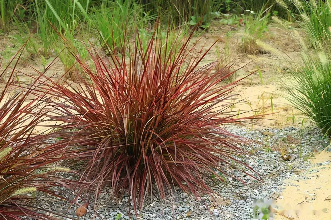 棕红色的代表植物棕红苔草:多年生,常绿,叶丝状,直立丛生,植株叶高40