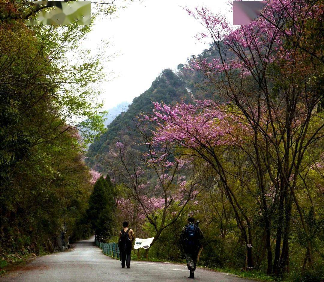 青川春之韵,唐家河十里紫荆花次第开放,预计最佳观赏期为.
