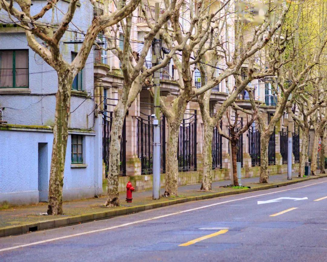 安静的道路两旁,是成行的法国梧桐,绿树掩映中的,  洋溢着古老欧洲的