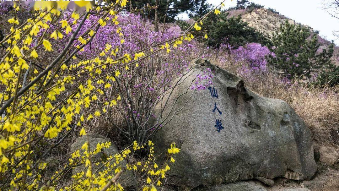 青岛大珠山杜鹃花进入盛花期啦,清明小长假,欢乐来袭