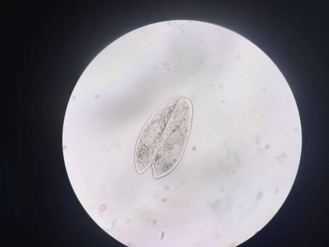 通过显微镜来观察草履虫,了解结构精巧的单细胞动物;3..