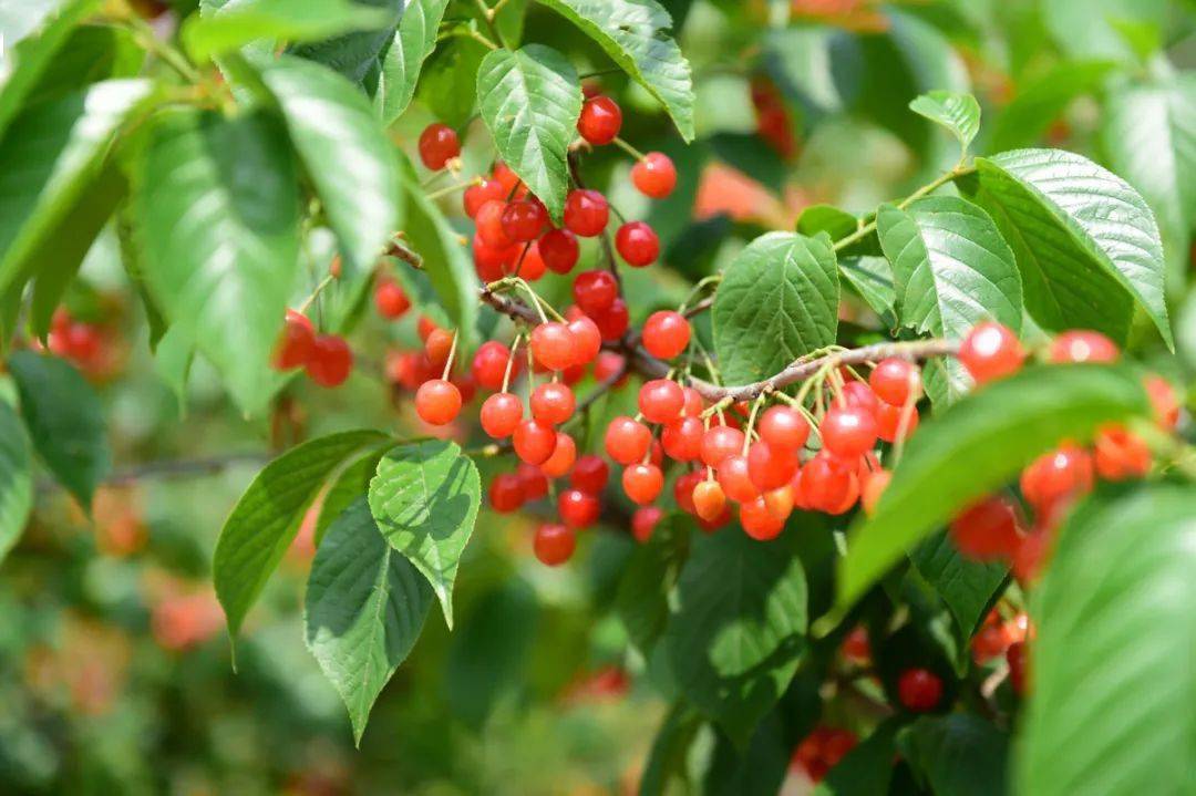 崂山北宅樱桃节
