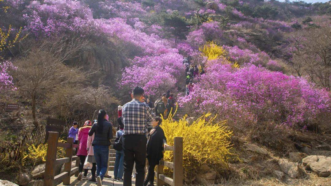 青岛大珠山杜鹃花进入盛花期啦,清明小长假,欢乐来袭