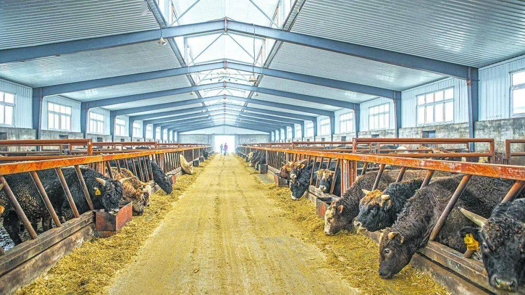 敖林公司机械化,规模化的肉牛养殖区.
