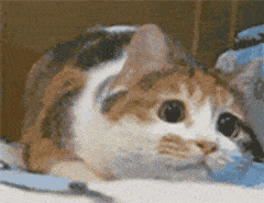 240_185gif 动态图 动图