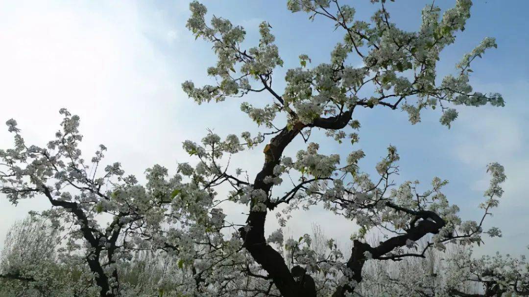 廊坊这里有片"彩虹花田"!景美,人少,还免费!