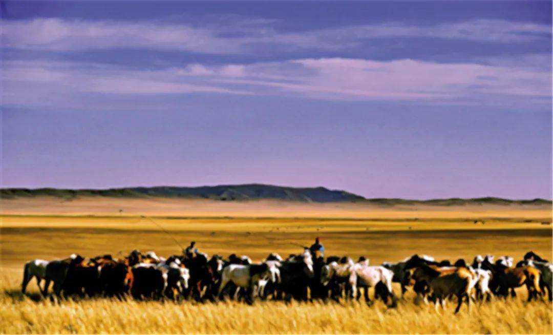 草原上的蒙古马群