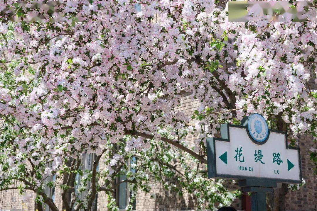 守护生命的白衣天使成为了海棠花下最美的明星:学校邀请天津大学直