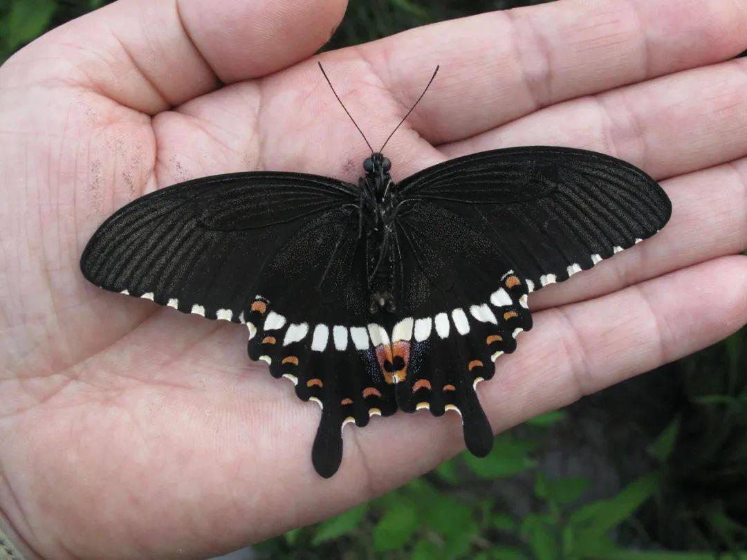 玉带凤蝶的雄蝶正面和腹面