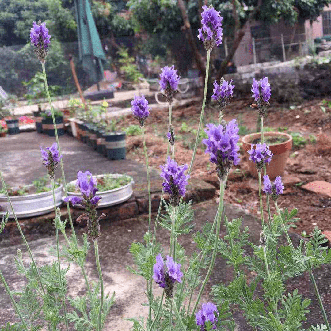 1种"香香草",香味四溢能安神,耐寒耐旱皮实好养