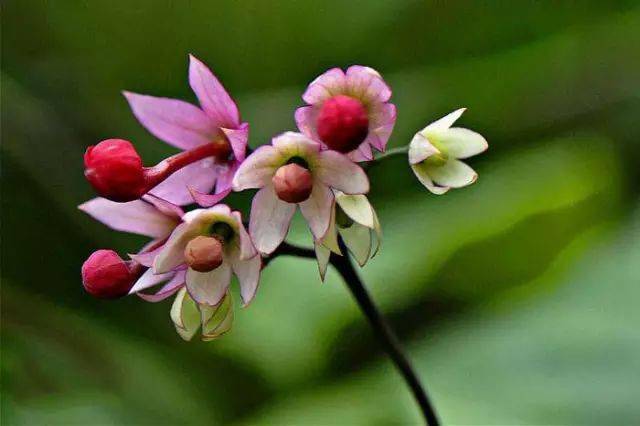 龙吐珠花 ,太美了!