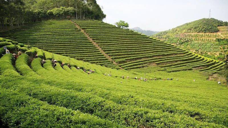 广东人,广东十大经典旅游景点,你去过几个?