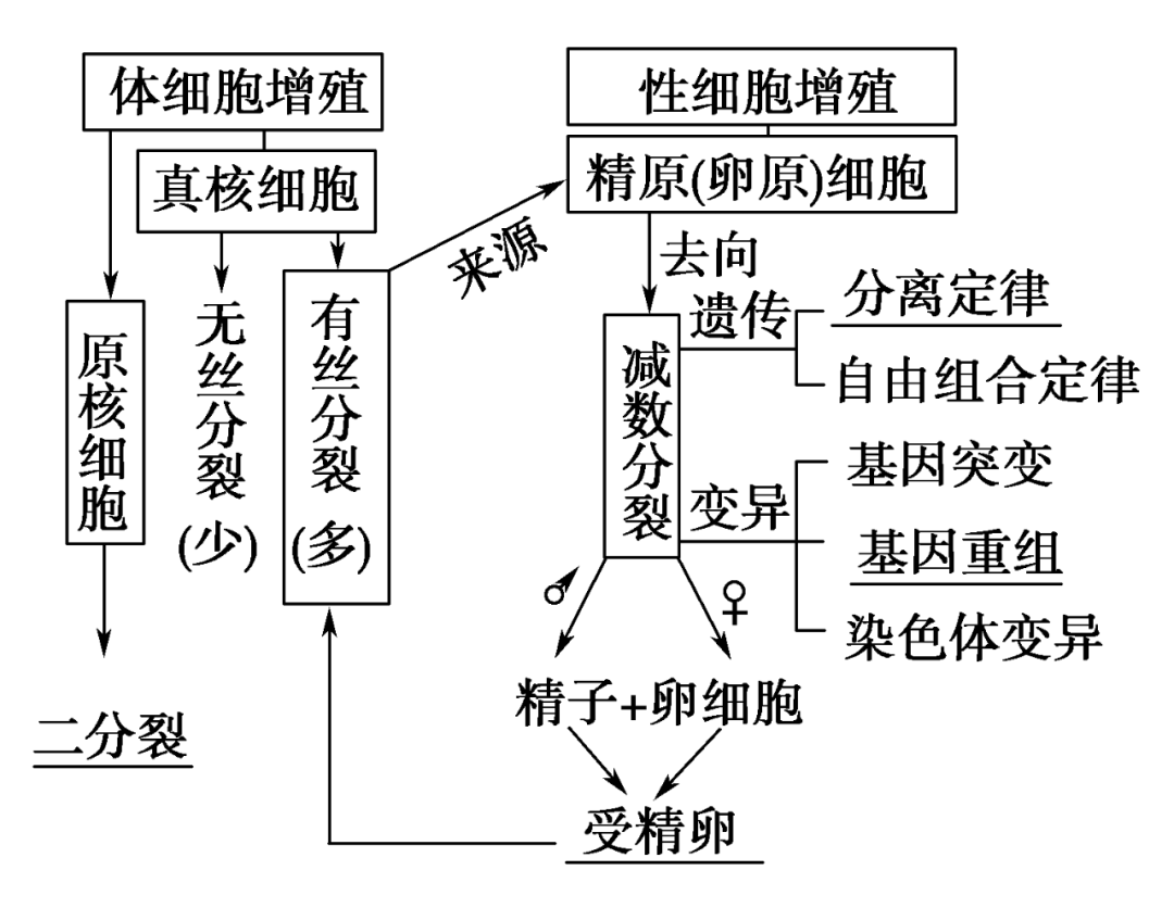 细胞周期的表示方法