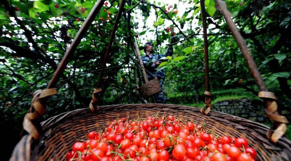 价格~地址:巴南区云篆山百胜村樱桃基地巴南木洞茂宝农业园茂宝果园