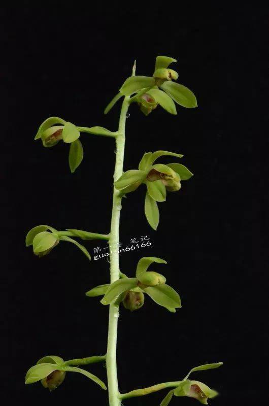 [花开欣赏]0268:蕙兰"荡字"花小筋骨好