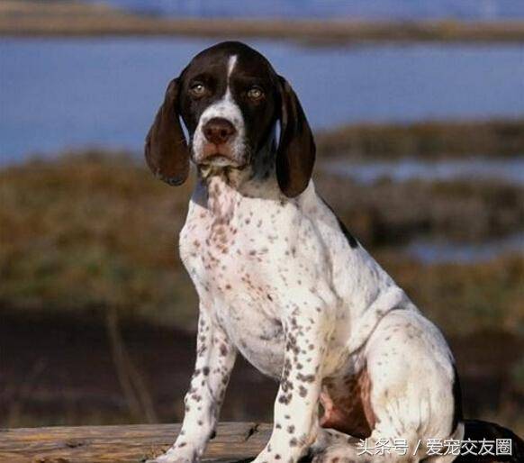 世界名犬,猎鸟犬中最古老的犬种,波音达猎犬