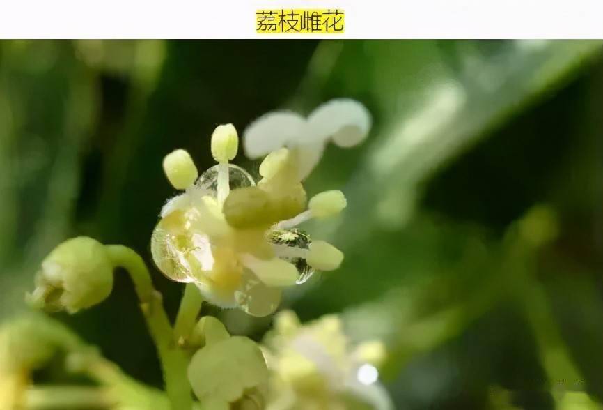 荔枝属于异花授粉