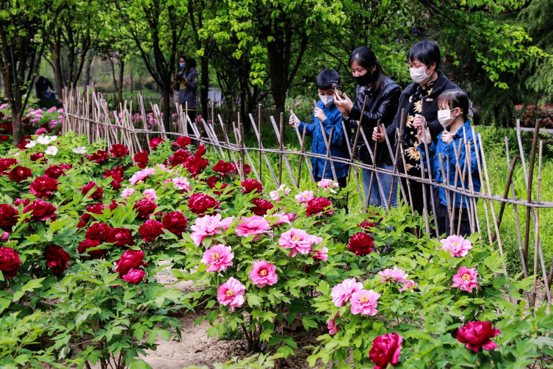 第30届菏泽国际牡丹文化旅游节和2021菏泽市文化旅游发展大会盛大开幕