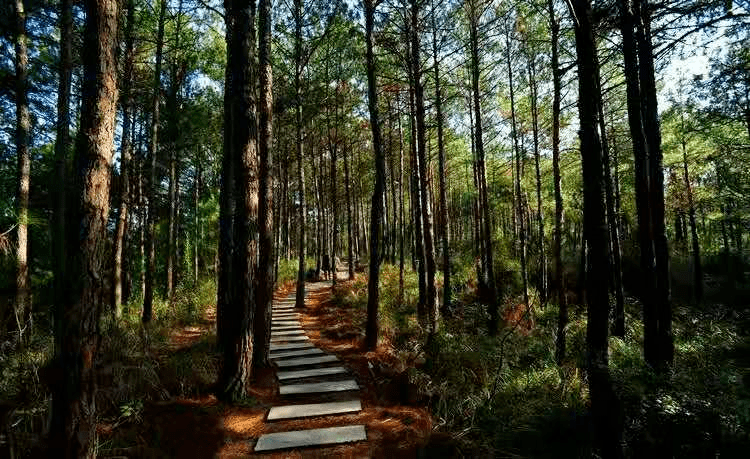 风景之秀丽 环境之优美 九龙山属亚热带湿润季风气候区