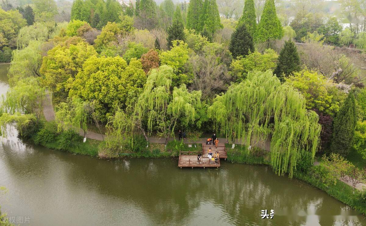 江苏扬州:茱萸湾风景区树木葱茏吸引众多游客踏春赏景