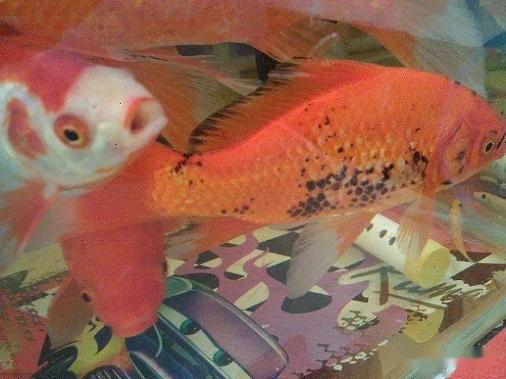 锦鲤身上长了黑斑