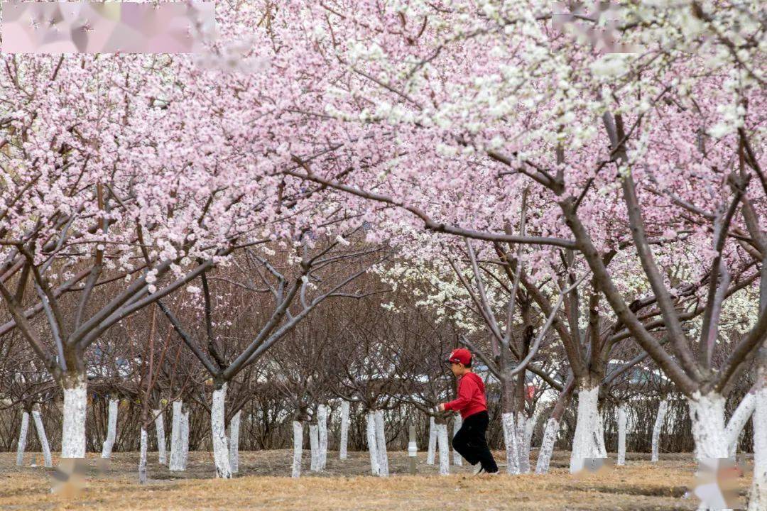 (来源:兴安日报) 进入四月  正逢迎春花,桃花,杏花盛开  乌市的公园