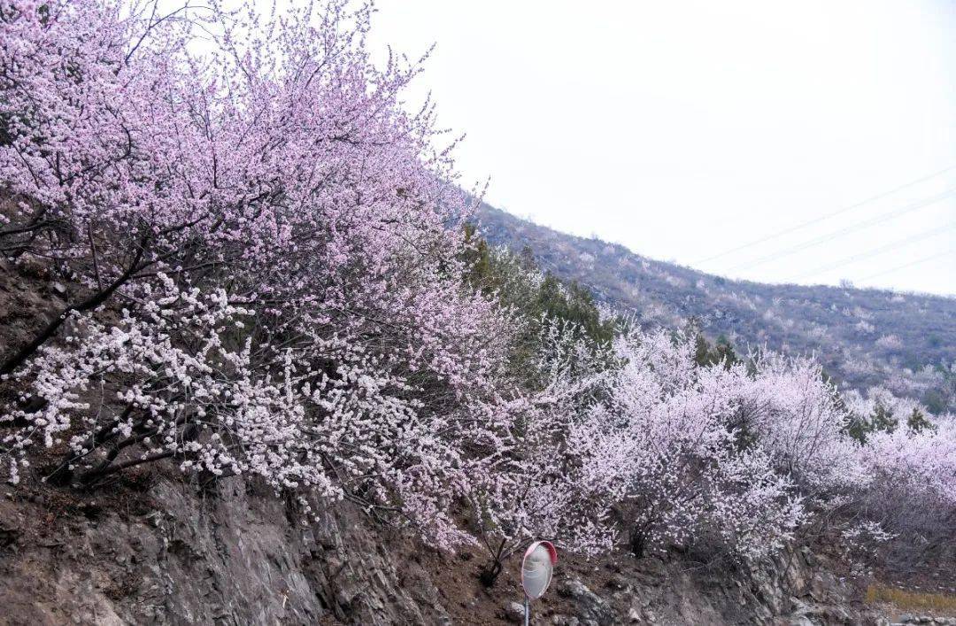 昌平花事十里桃花林唯美怀长路