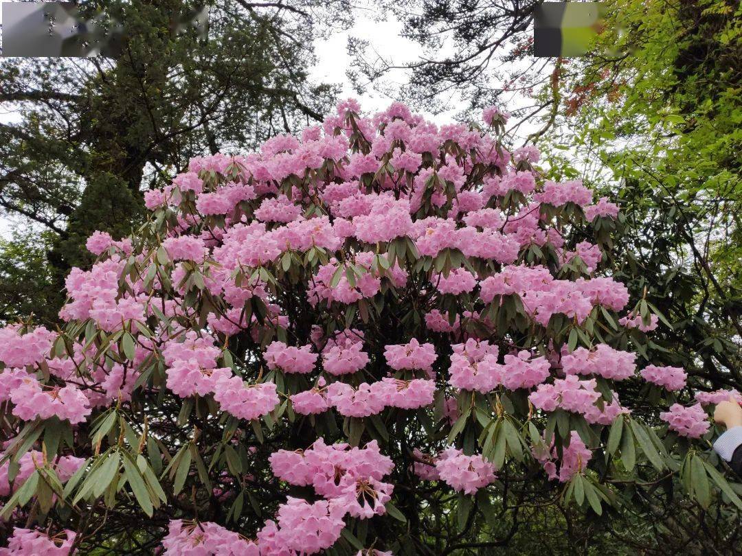 峨眉山美哭了!高山杜鹃成片绽放,花海已蔓延半座山!