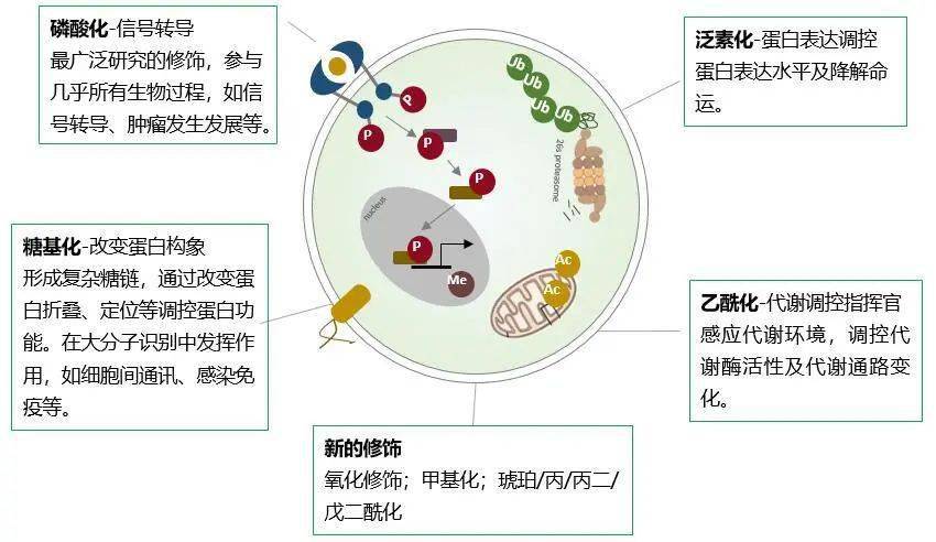 最新报道!第17届us hupo年会——蛋白质翻译后修饰前沿进展