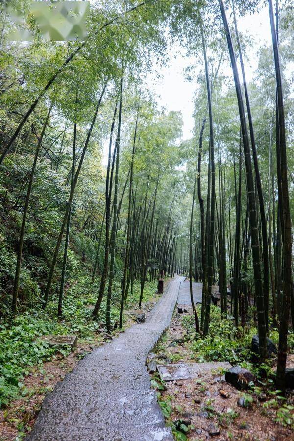 这处迷雾森林,一定要下雨天来,太梦幻了