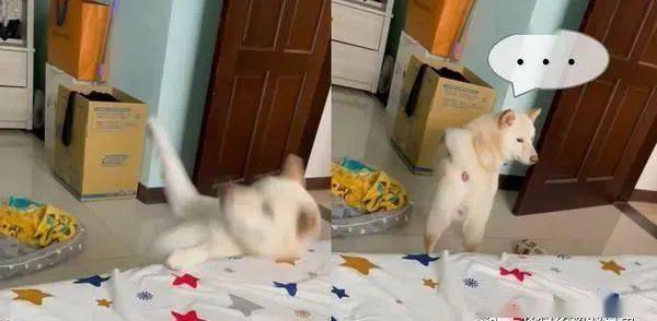 柴犬跳床失败扭腰惨摔结果它起来的第一件事就是