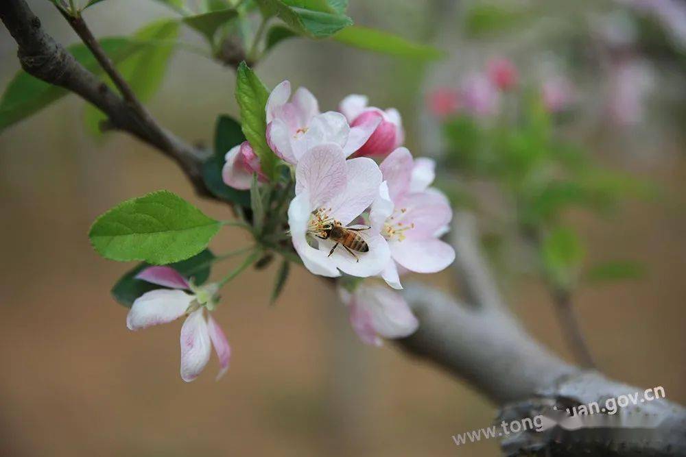 【春天里的铜川】苹果花盛开 田间疏花忙