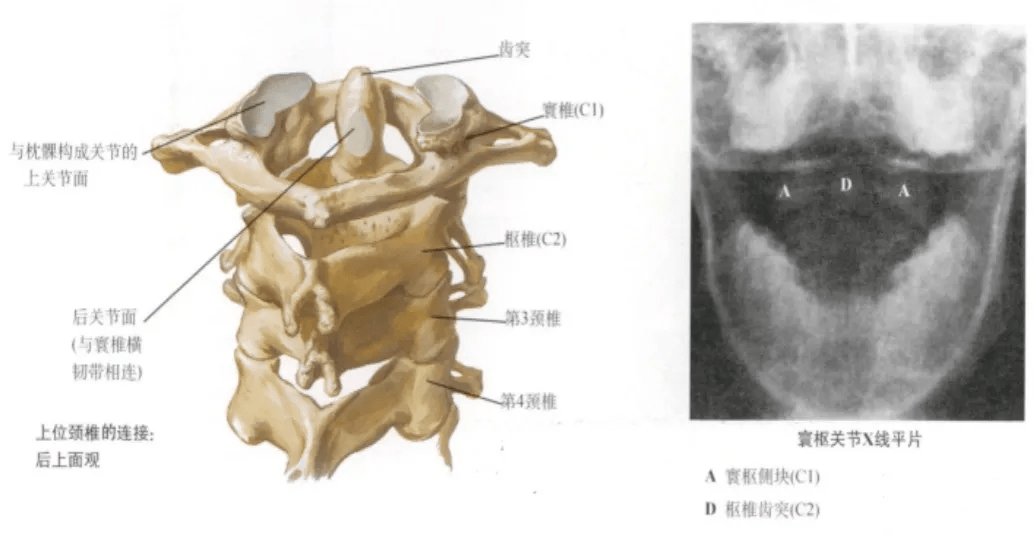 的棘突较短,末端分叉,第7颈椎棘突长,末端不分叉呈环状,无椎体寰椎