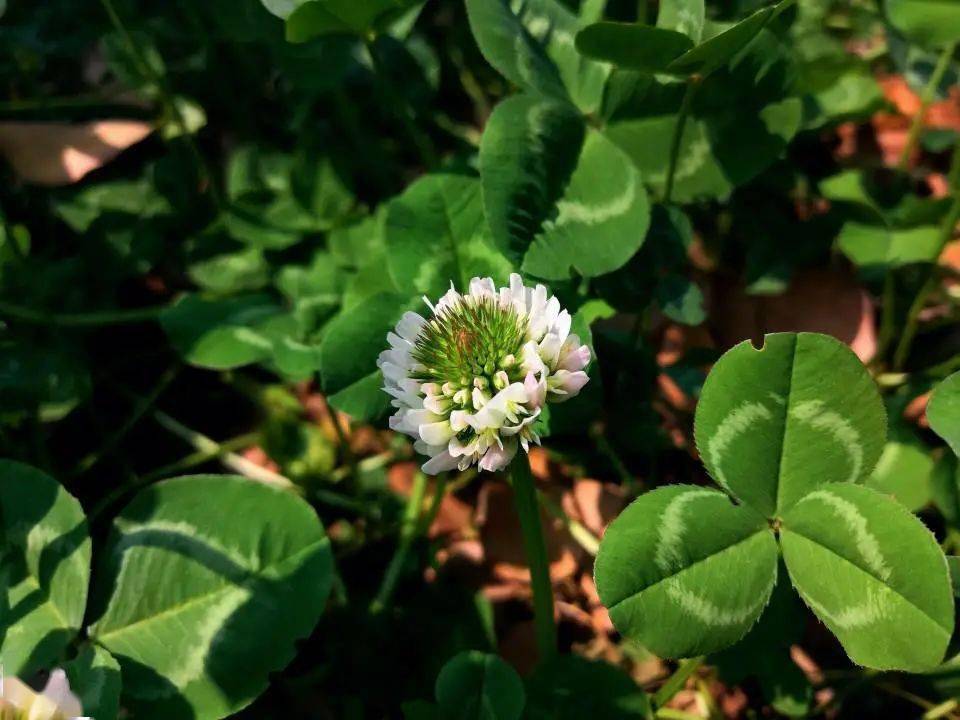 白花车轴草科名:豆科用途:是水土保持的良好植物,又为优良牧草,也可作