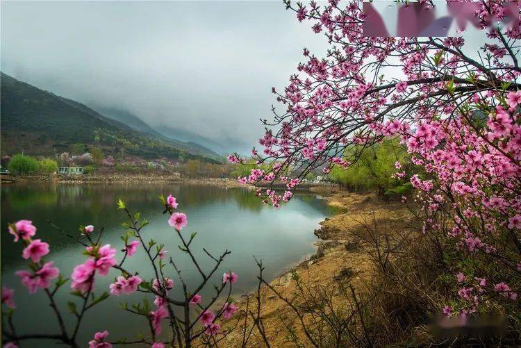 春上泰山桃花艳青峰耸翠溪水流