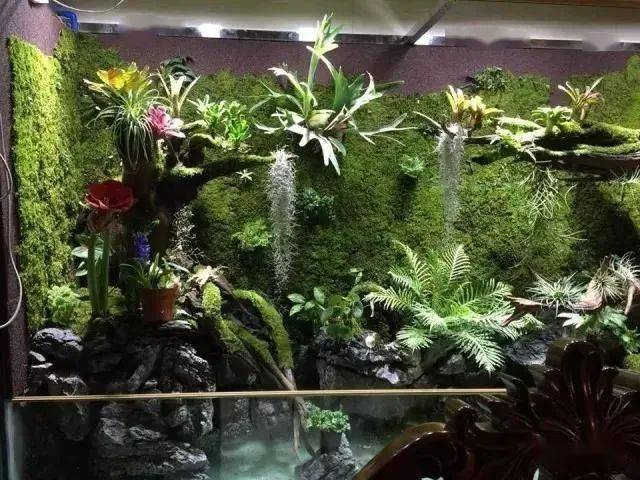 最适合这种植物的生存这里光照最强,温度最高,湿度最低种在距离灯源