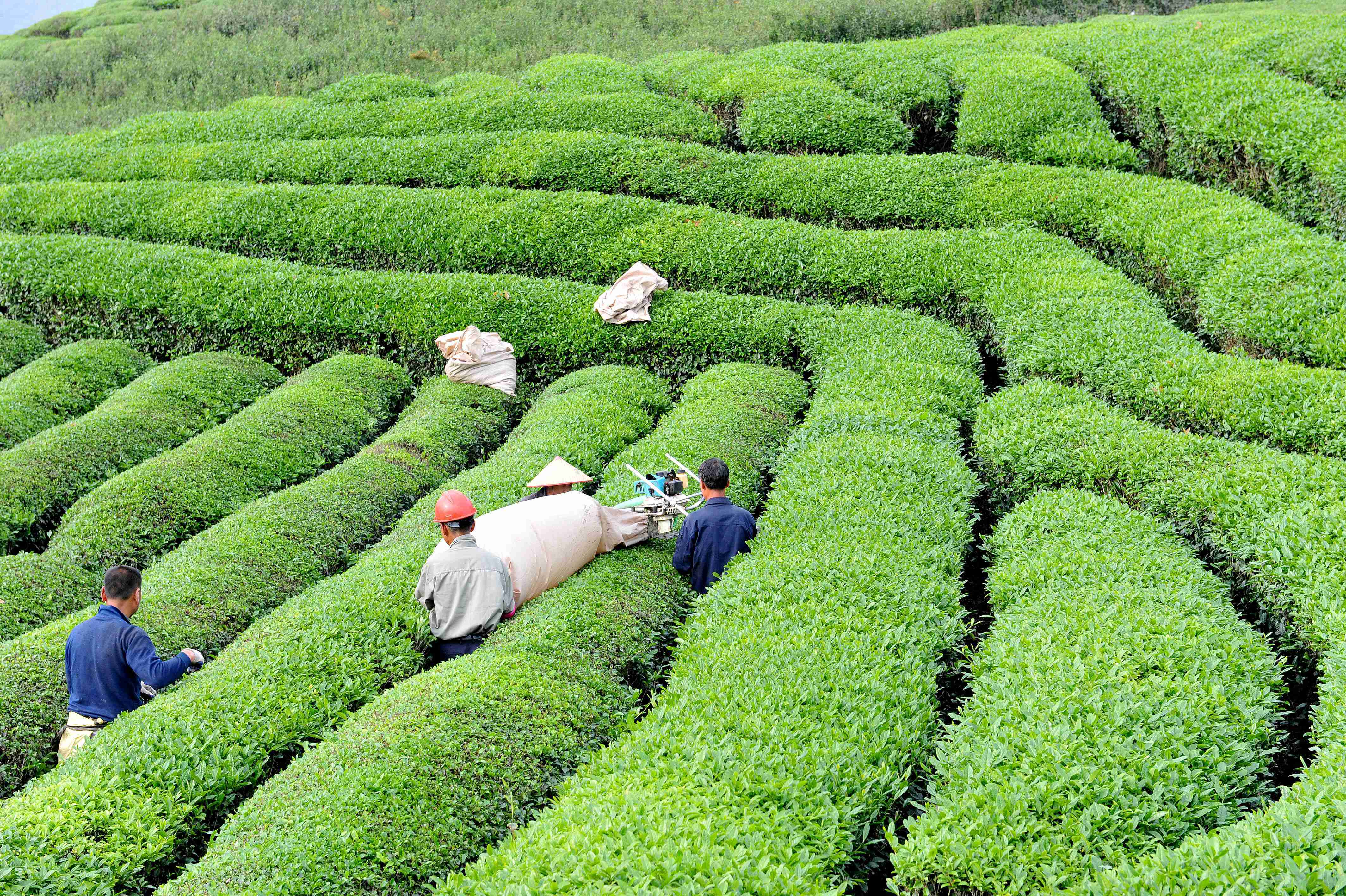 江西德兴茶农赶采谷雨茶