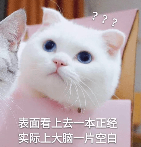 猫咪表情包